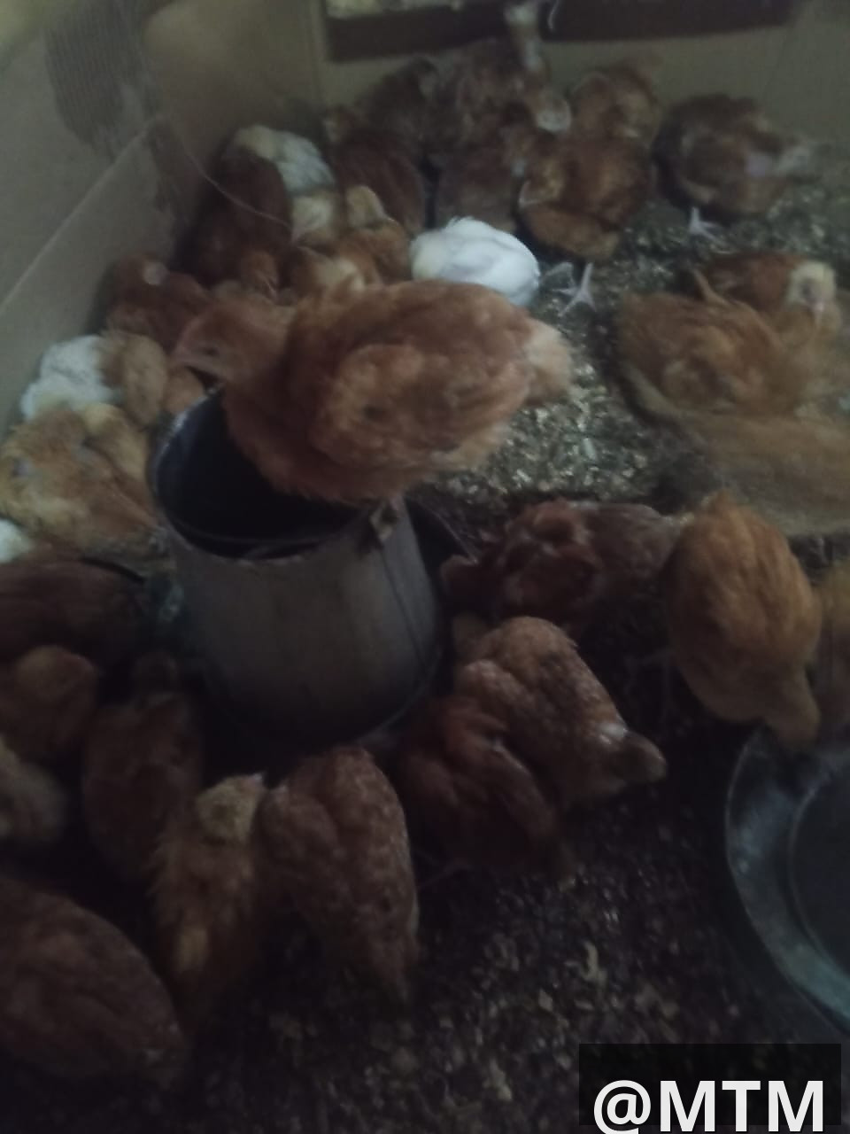 Month Old Chicks 