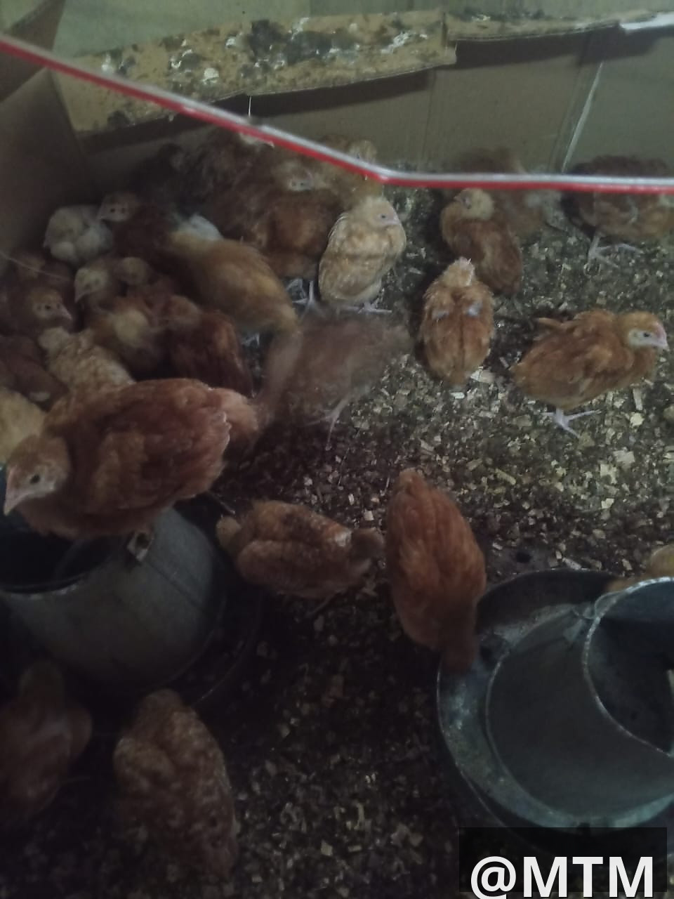 Month Old Chicks 