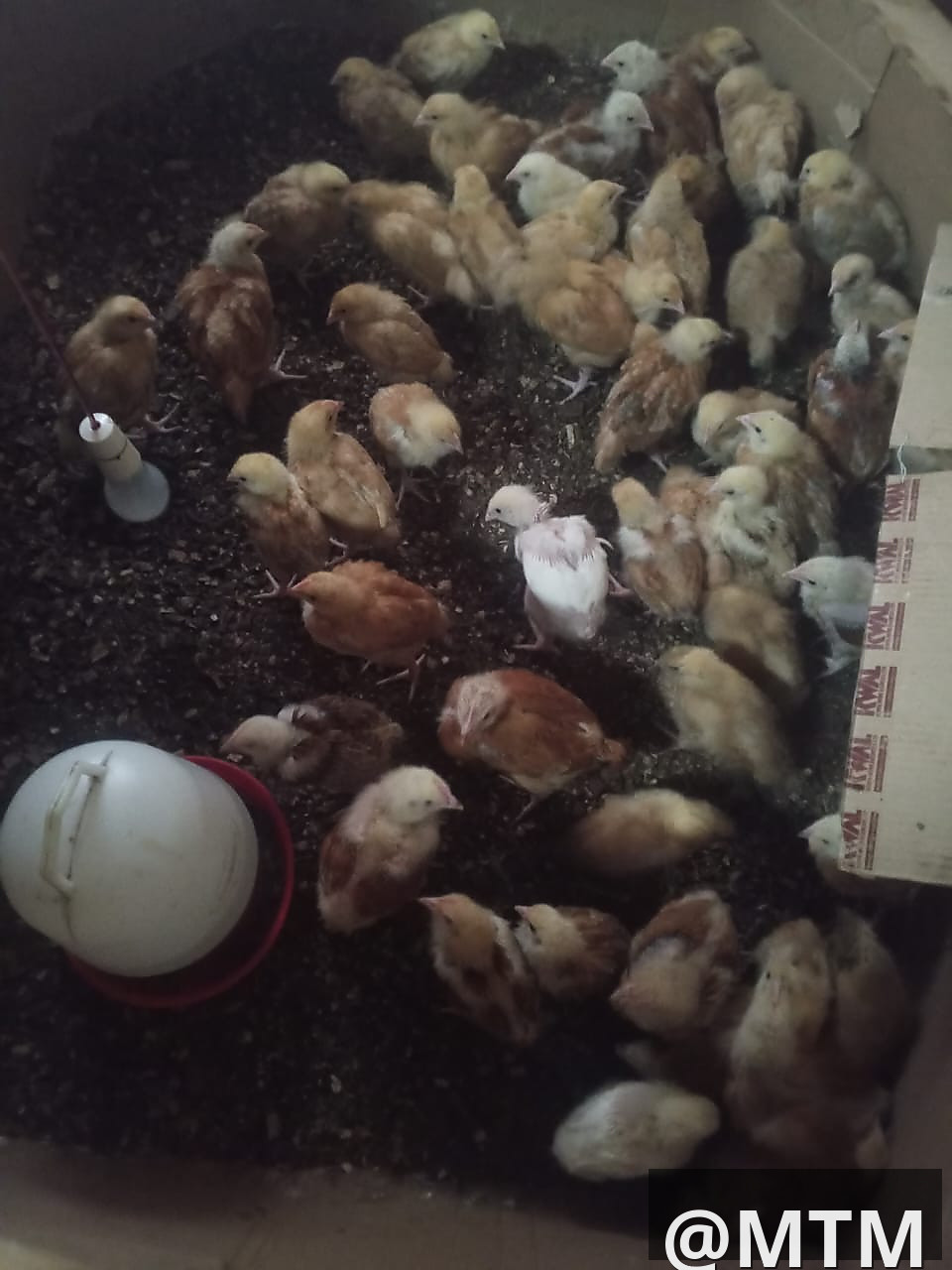 Month Old Chicks 