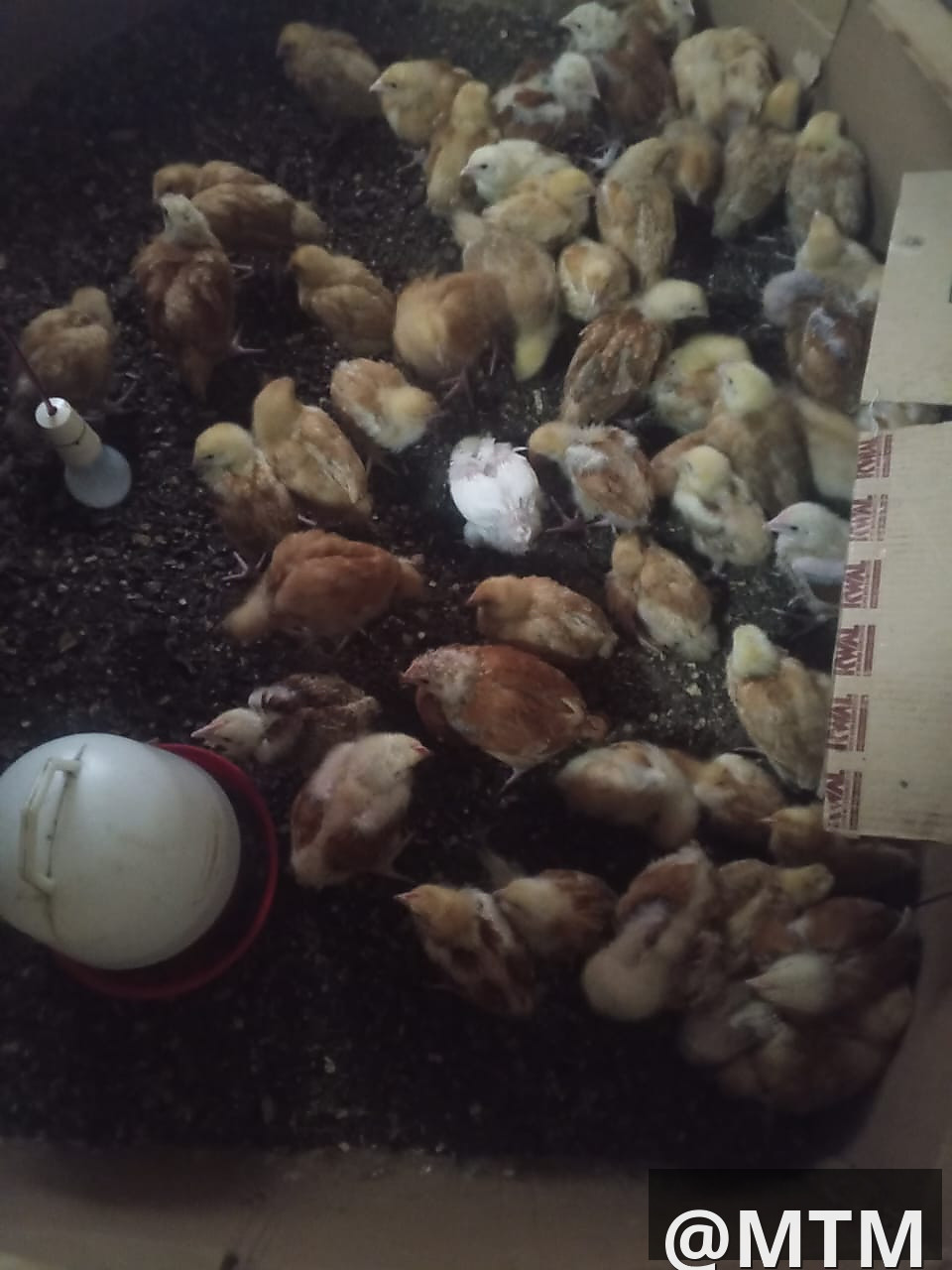 Month Old Chicks 