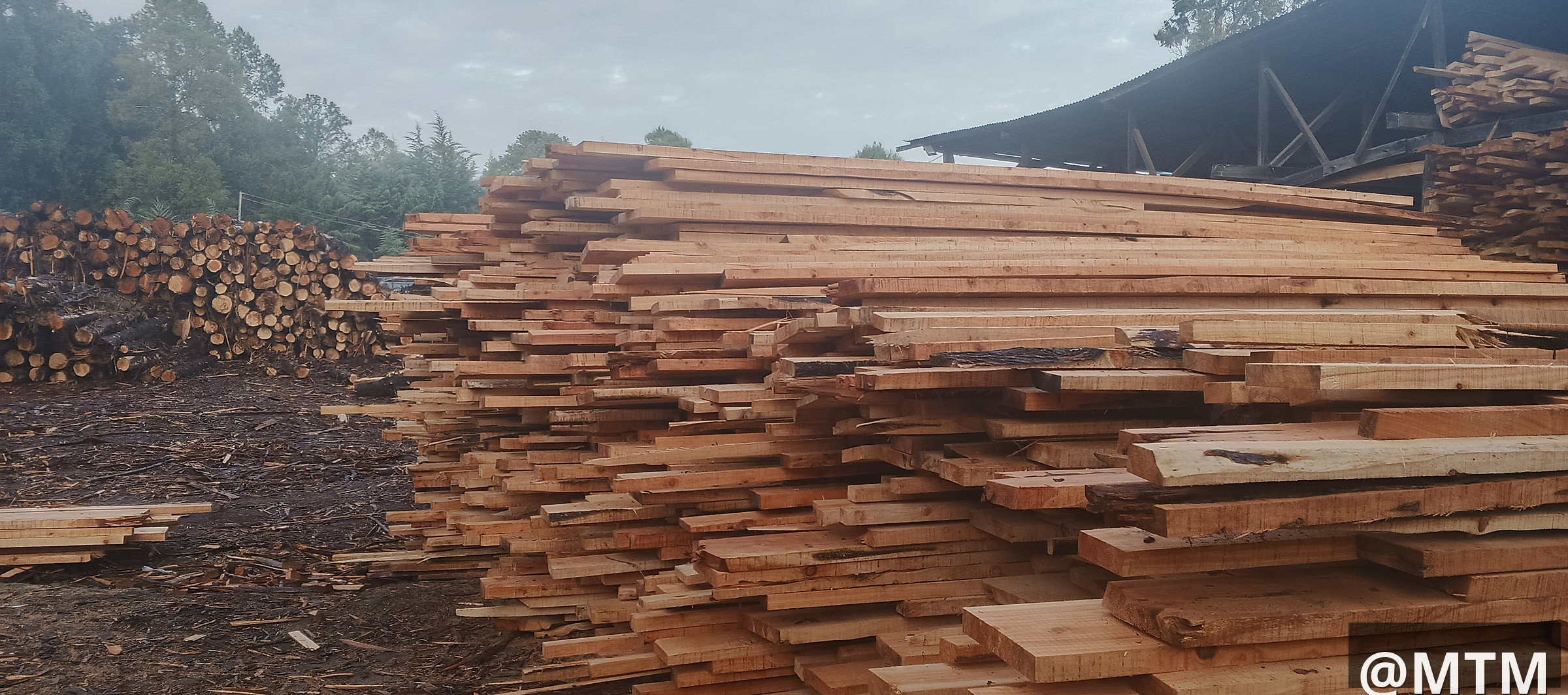 PIONEER TIMBER