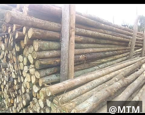 Cypress, Pine, Bluegum, gravellia, Round poles, door frames, doors, TNG e.t.c call 0722851148