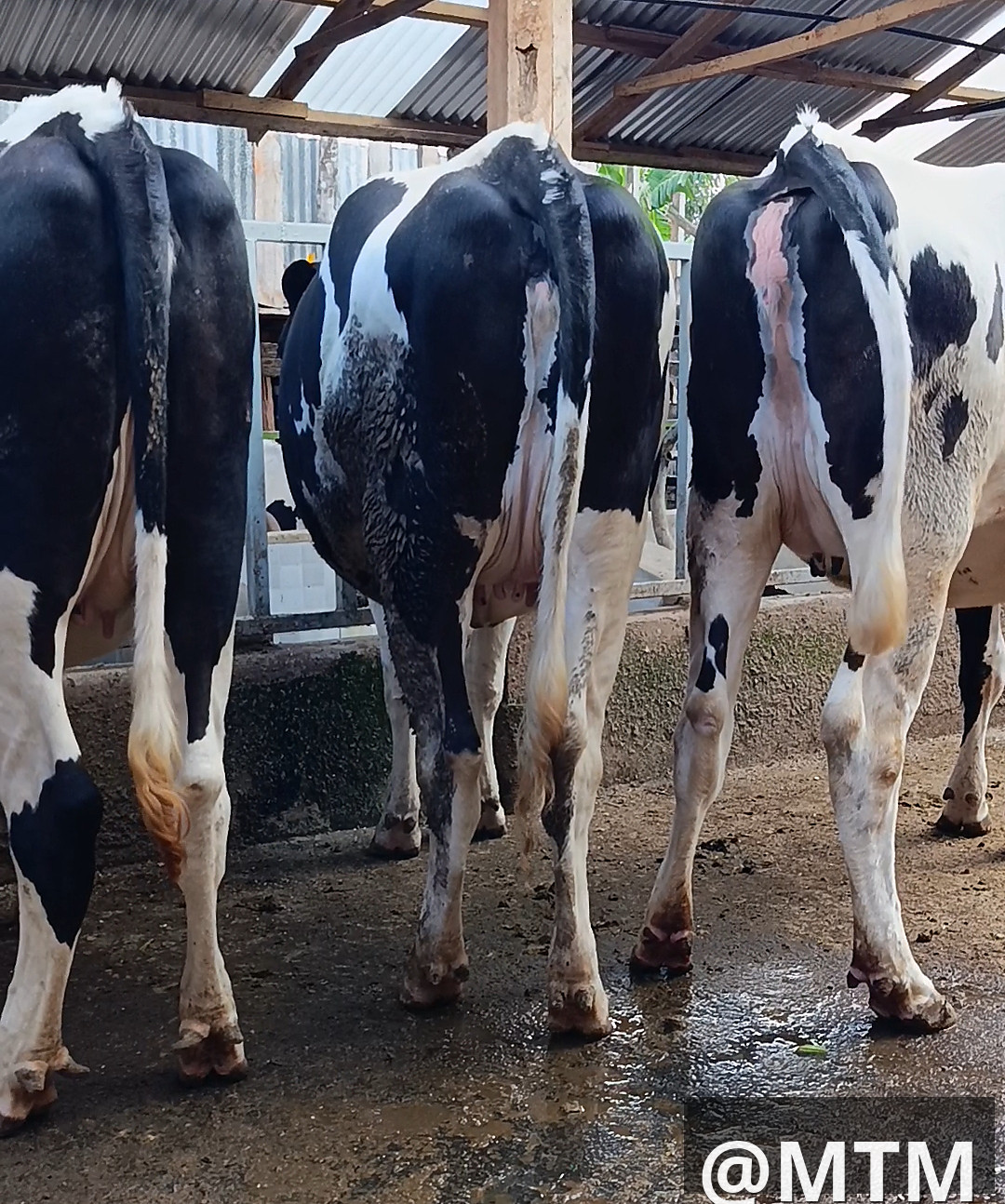 Dairy In-Calf Heifers