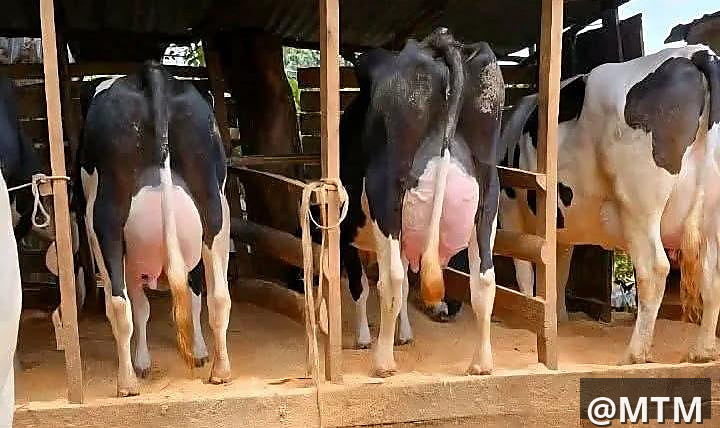 DAIRY COWS