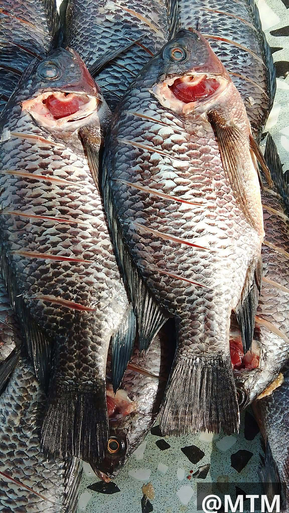 dee wa samaki