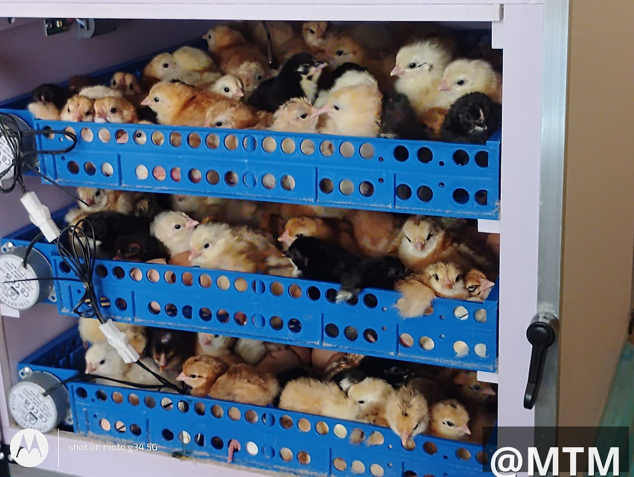 Mini incubators ranging from 64 to 204 eggs capacity