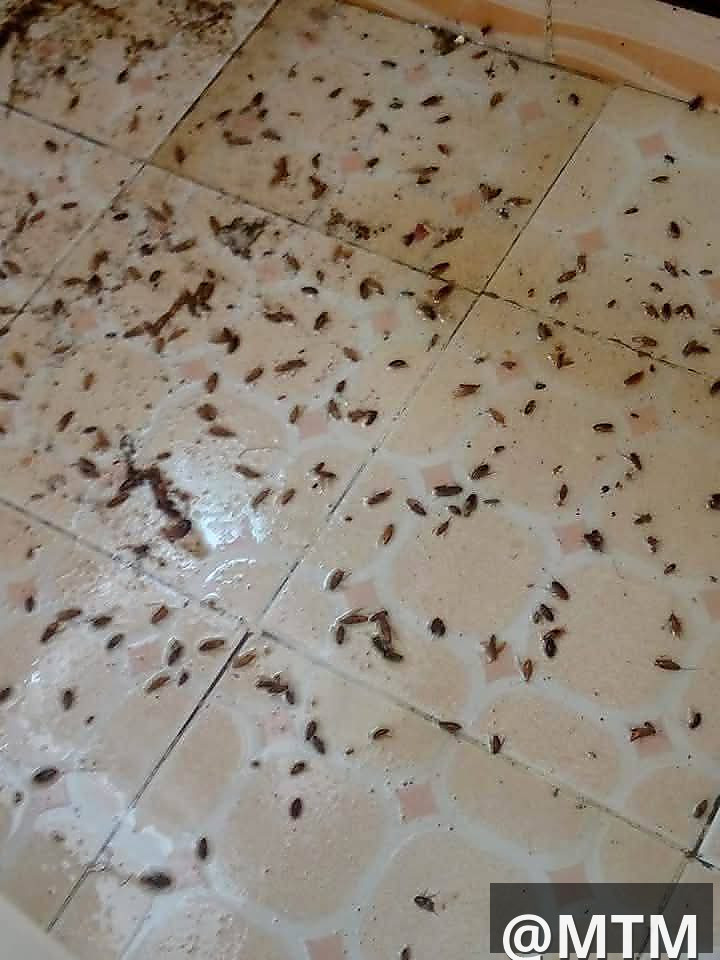 pest control 