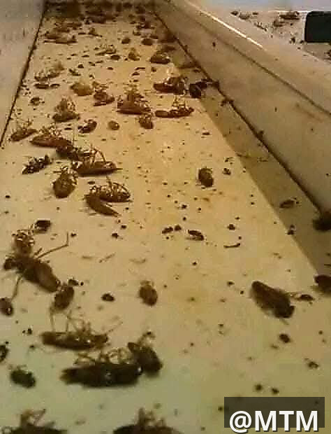 pest control 