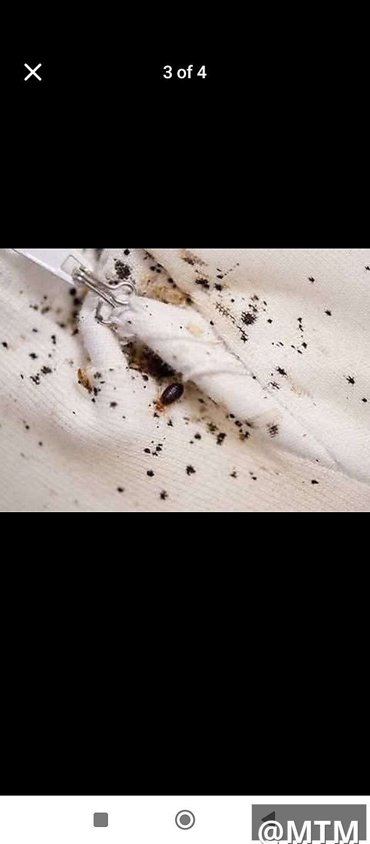 pest control 