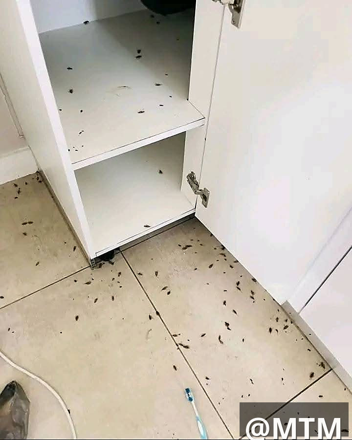 pest control 