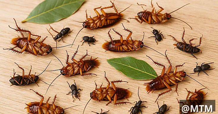 BEDBUGS AND COCKROACH FUMIGATION 