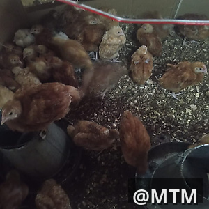 Month Old Chicks 