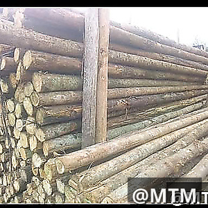 Cypress, Pine, Bluegum, gravellia, Round poles, door frames, doors, TNG e.t.c call 0722851148