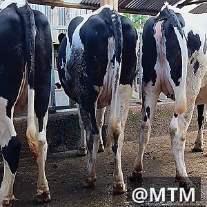 Dairy In-Calf Heifers