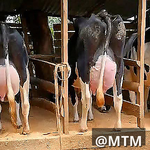 DAIRY COWS