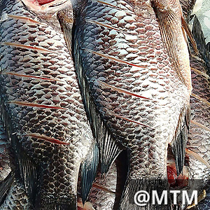 dee wa samaki