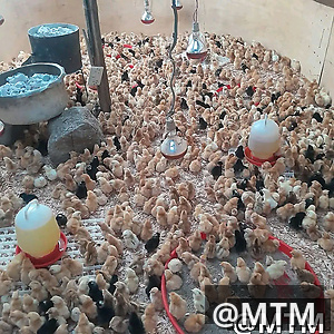 Improved kienyeji chicks /from day old