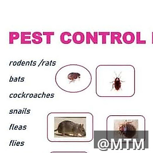 pests control 