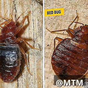 BEDBUGS/COCKROACH REMOVAL 